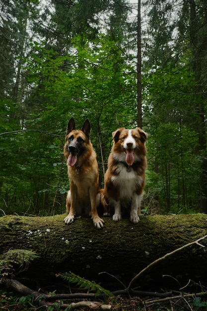 Concepto de mascotas afuera sin gente Dos perros se sientan en un árbol caído en un bosque verde de coníferas