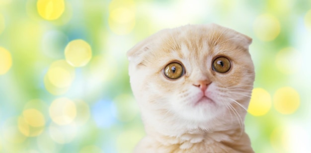 concepto de mascotas, animales y gatos - primer plano del gatito escocés sobre fondo de luces verdes de verano