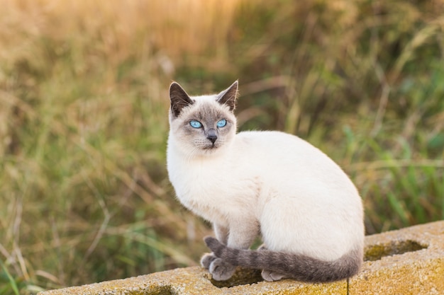 Concepto de mascotas y animales de pedigrí - Retrato del gato siamés con ojos azules