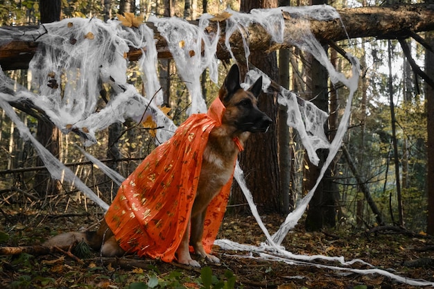 Concepto de mascotas como personas pastor alemán sentado y celebrando Halloween en el bosque