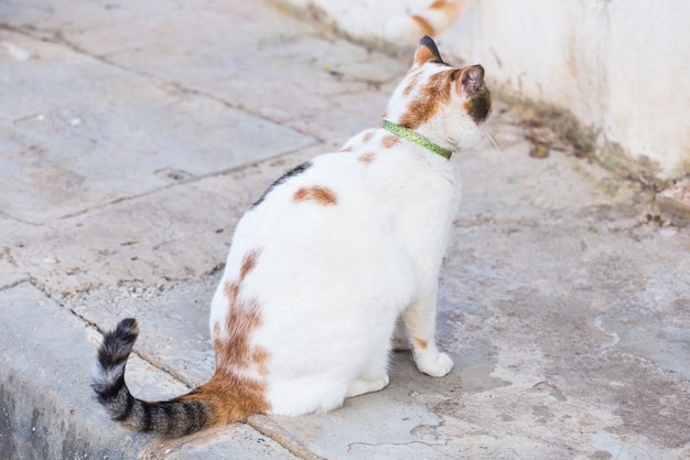 Foto concepto de mascotas - gato atigrado naranja y blanco con collar al aire libre.