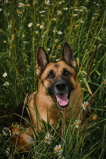 Concepto de mascotas en la naturaleza Perro con nariz gris se sienta en flores silvestres y sonríe con la lengua pegada