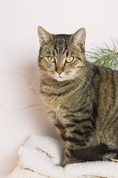 Foto concepto de mascotas, navidad y comodidad: un gato atigrado sentado en un suéter cálido en un ambiente navideño.