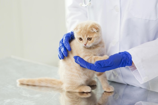 concepto de medicina, mascotas, animales, atención de la salud y personas - cierre del gatito scottish fold del médico veterinario en la clínica veterinaria