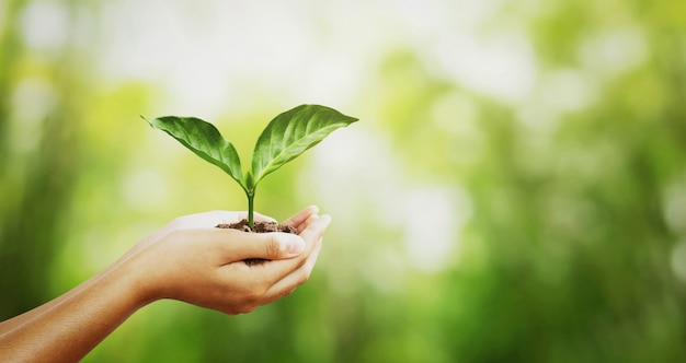 Concepto de medio ambiente. Mano sujetando la planta joven en verde desenfoque con fondo de sol