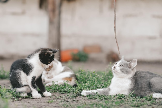 Concepto de mejores amigos Tres gatitos yacen en el césped y se relajan en el patio trasero del pueblo Gatos amigos para siempre