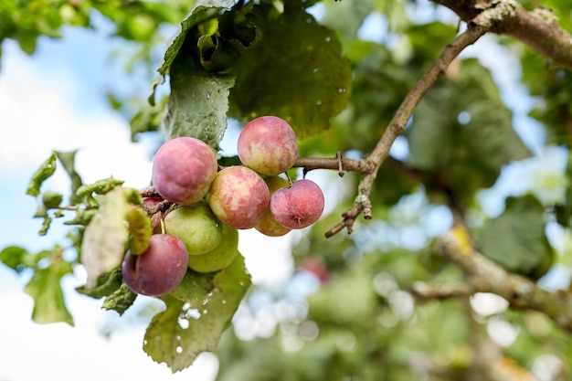 concepto de naturaleza, botánica, jardinería y flora - primer plano de una rama de ciruela