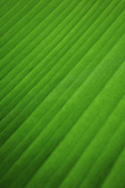 Concepto de naturaleza Primer plano de hoja verde fresca Textura de superficie verde natural Fondo Macro disparo Imagen vertical