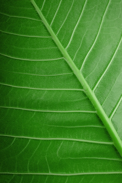 Concepto de naturaleza. Primer plano de la hoja verde. Frescura por Gotas de Agua. Fondo de textura de superficie verde natural. Tiro macro