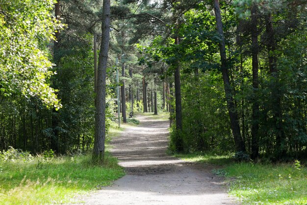 concepto de naturaleza, temporada y medio ambiente - bosque de verano y camino