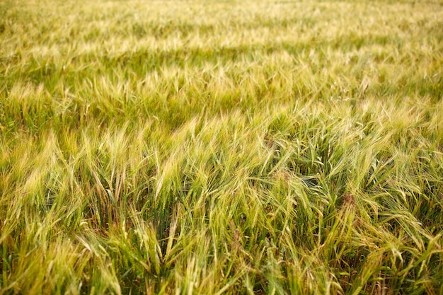 concepto de naturaleza, verano, cosecha y agricultura - campo de cereales con espigas de centeno maduro o trigo