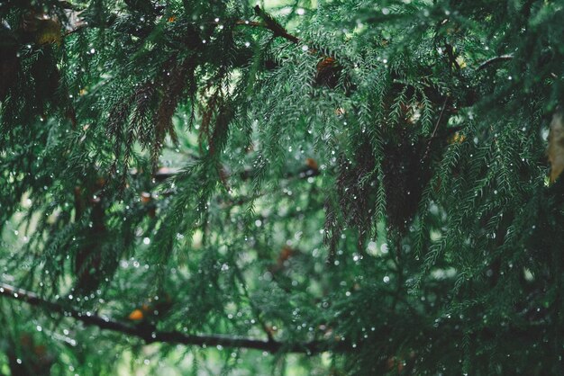 concepto de navidad. Abeto Verde Con Gotas De Rocío. Rocío De La Mañana En Un Abeto Verde.