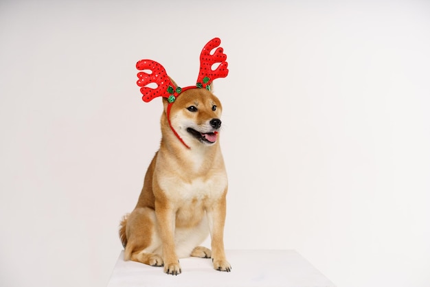 Concepto de Navidad y año nuevo con perro con diadema de astas de ciervo rojo sobre fondo de luz sólida