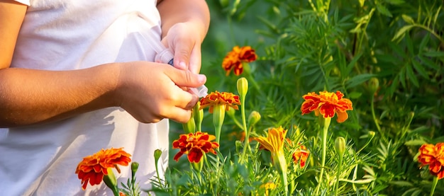 El concepto de un niño trata una planta de una enfermedad Él pincha una flor Enfoque selectivo de la naturaleza