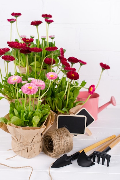 Concepto de obras de Spring Garden. Herramientas de jardinería, flores en macetas y regadera en mesa blanca.