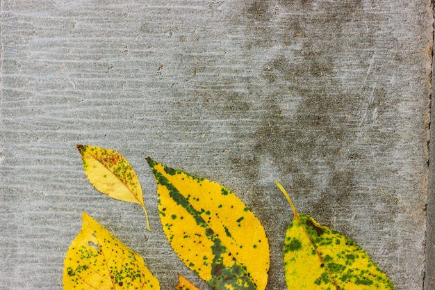 Concepto de otoño con caída deja en telón de fondo y espacio vacío para el texto. Fondo minimalista de otoño. Vista plana, vista superior.