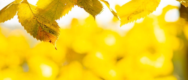 Concepto de otoño dorado. Fondo de otoño con hojas de arce amarillas. Hojas de otoño amarillentas sobre fondo borroso. Copia espacio