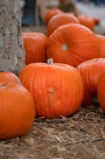 Concepto para otoño fiesta tradicional Halloween