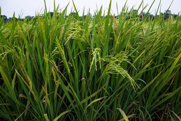 Concepto de paisaje de agricultura de campo de arroz de grano natural