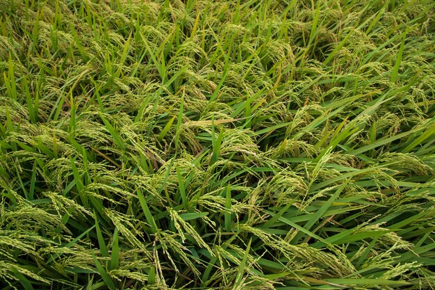 Concepto de paisaje de agricultura de campo de arroz de grano natural