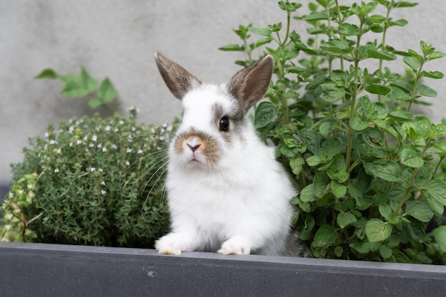 Concepto de pascua conejo blanco bebé en una maceta de cría de mascotas