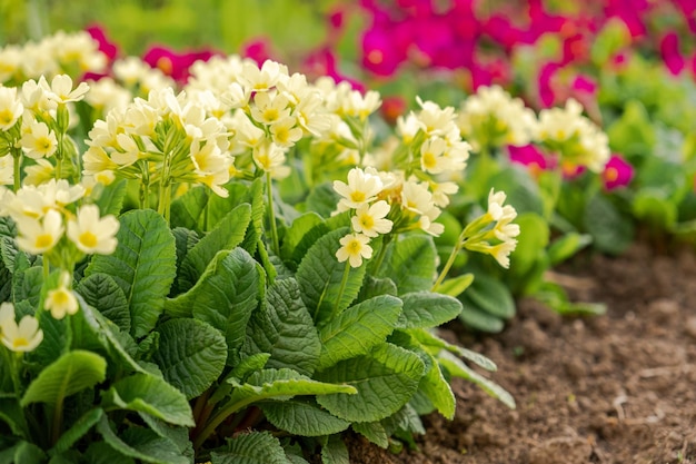 Concepto de Pascua primrose primula con flores amarillas en macizo de flores en primavera natura inspirador