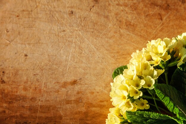 Concepto de pascua. Primrose Primula con flores amarillas en la mesa de madera rayada con sombras de la mañana. Fondo floral inspirado natural de primavera o verano en flor. Vista plana endecha superior copia espacio.