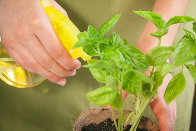 Concepto de personas, jardinería, plantación de flores y profesión - cerca de la plantación de manos de mujer o jardinero