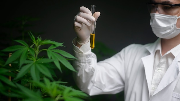 Concepto de plantación de cannabis para médicos, un científico que sostiene un tubo de ensayo en una granja de cannabis