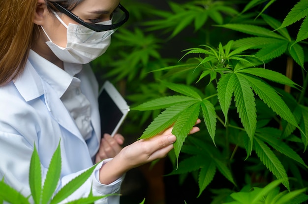 Concepto de plantación de cannabis para médicos, un científico que usa una tableta para recopilar datos sobre la granja de interior de cannabis