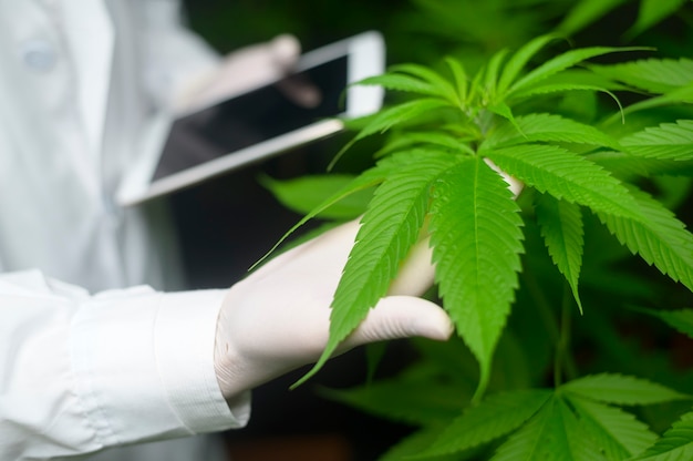Concepto de plantación de cannabis para uso médico, un científico que usa una tableta para recopilar datos sobre la granja de interior de cannabis sativa