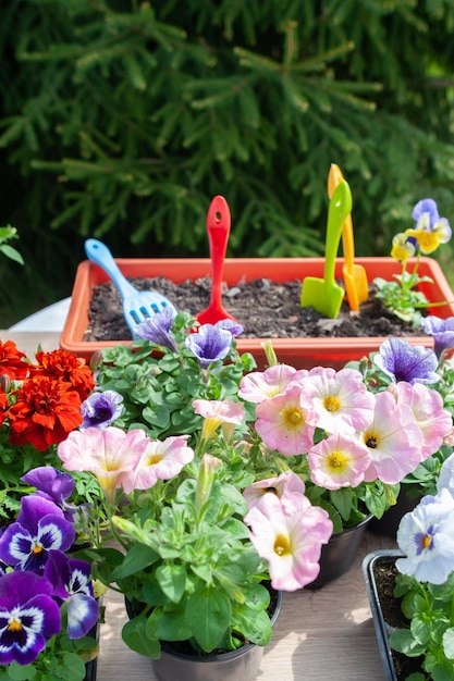 Concepto Plantación de primavera en el jardín armonía y belleza Flores pensamientos caléndulas y petunias en macetas plántulas y herramientas de jardín