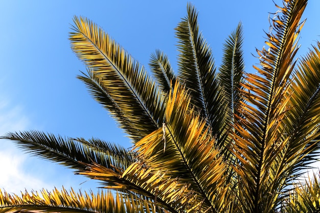 Concepto de playa Am imagen de palmera contra el cielo brillante