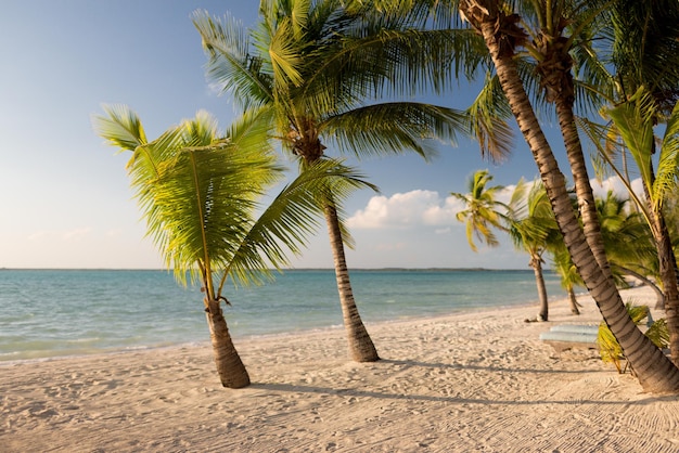 concepto de playa, naturaleza, mar, verano y ocio - playa tropical con palmeras