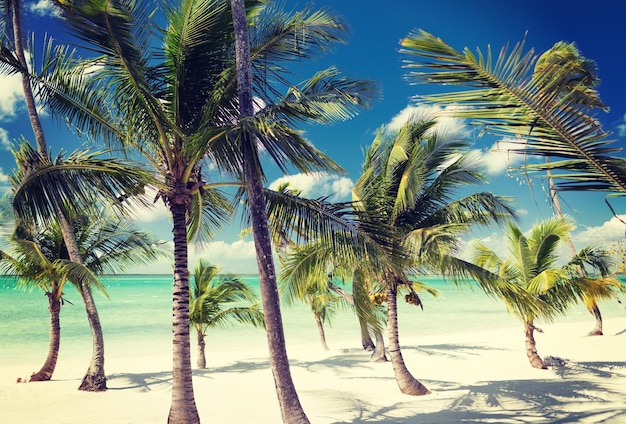 concepto de playa, naturaleza, mar, verano y ocio - playa tropical con palmeras