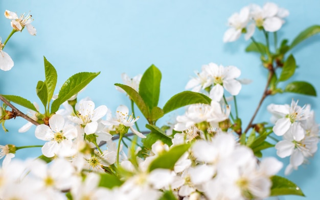 concepto de primavera y flores flores blancas de arbolito sobre fondo azul en un recipiente de vidrio hermoso c