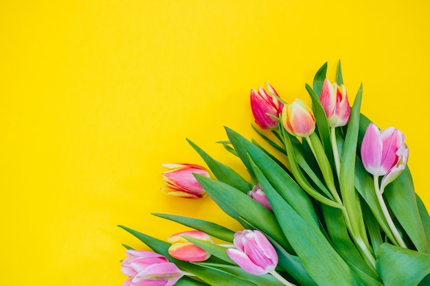 Concepto de primavera Tulipanes rosados y rojos en fondo amarillo. Copia espacio, endecha plana.