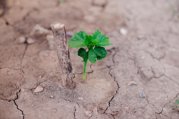 El concepto de restauración ambiental El crecimiento de plántulas en suelo agrietado en la estación seca El calentamiento global provoca el cambio climático escasez de agua