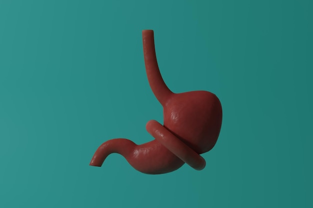 Foto concepto de restricción de alimentos dietéticos estómago constreñido anatomía humana 3d render