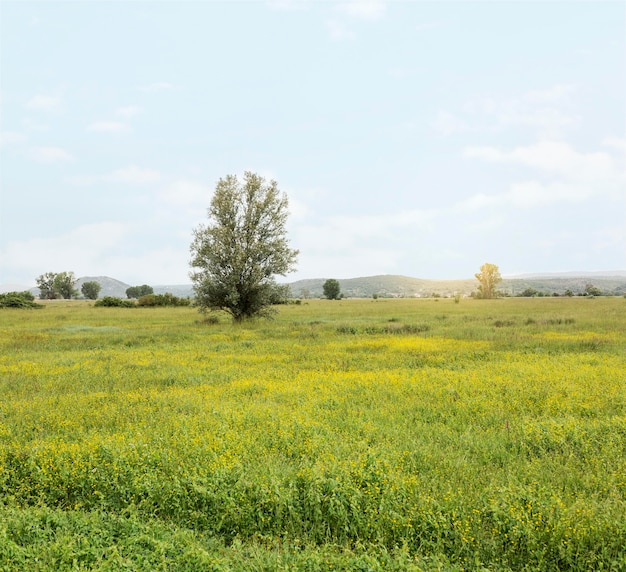 Concepto rural con campo verde