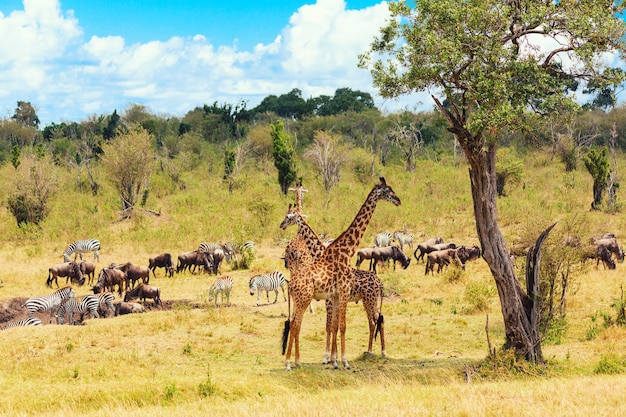 Concepto de safari. Paisaje típico africano. Ñus, cebras y jirafas en la sabana africana. Parque nacional de Masai Mara, Kenia.