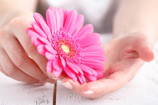 Concepto de salud femenina, gerbera rosa en manos