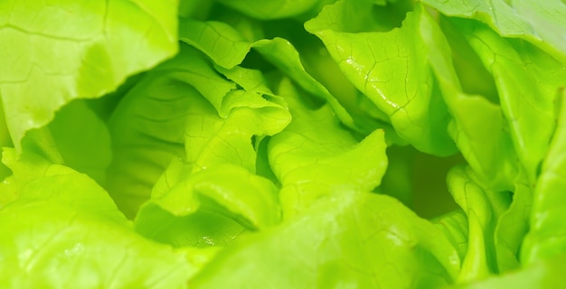 Foto concepto de salud verde de verduras orgánicas de primer plano