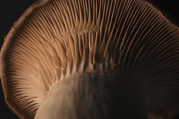 Concepto de setas de comida de otoño cosecha de otoño