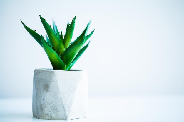 Concepto de spa Planta de aloe vera en la mesa en el baño.