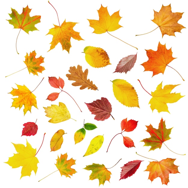 concepto de la temporada de otoño hojas de arce naranja Colección de hermosas hojas de otoño coloridas aisladas sobre un fondo blanco