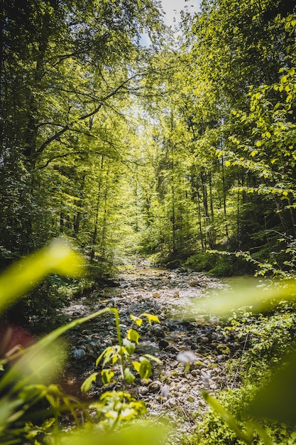 Concepto de terapia de madera del paisaje natural en los Alpes Río y bosques