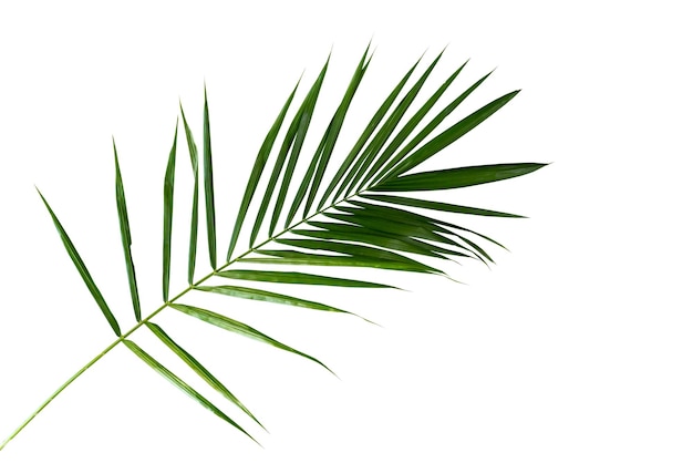 Concepto textura hojas naturaleza verde abstracto fondo hojas tropicales coco aislado en blanco