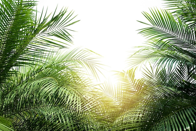 Concepto textura hojas naturaleza verde abstracto fondo hojas tropicales coco aislado en blanco