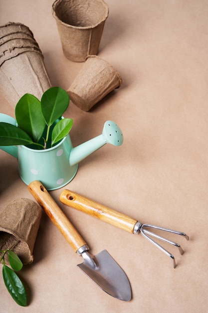 Foto concepto de trasplante de plantas, replantación de plantas, de maceta a jardín.